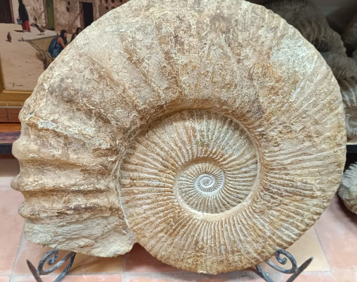 Giant fossil ammonite from Morocco