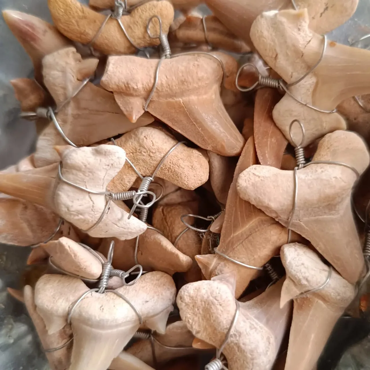 Fossil shark teeth (Otodus) from Moroccan phosphate deposits