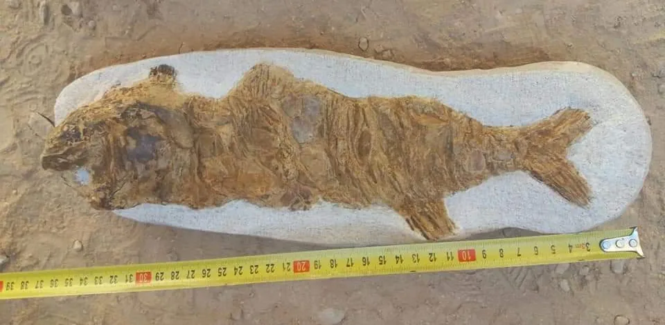 Complete Cretaceous fossil fish in a limestone nodule, Morocco