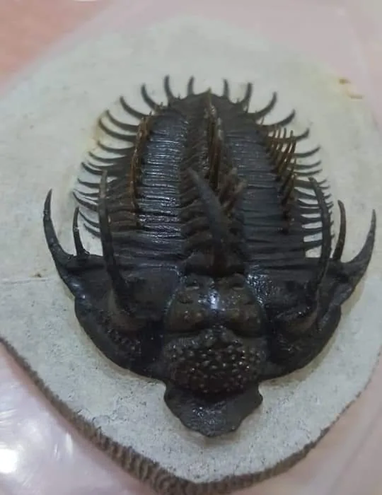 Spiny Devonian trilobite from Morocco, top view
