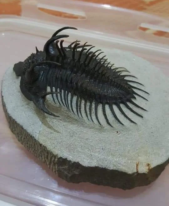 Spiny Devonian trilobite from Morocco, side view showing horns and spines