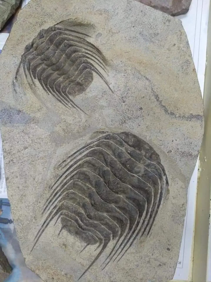 Two fossil trilobites with long curved spines on a slab, Morocco